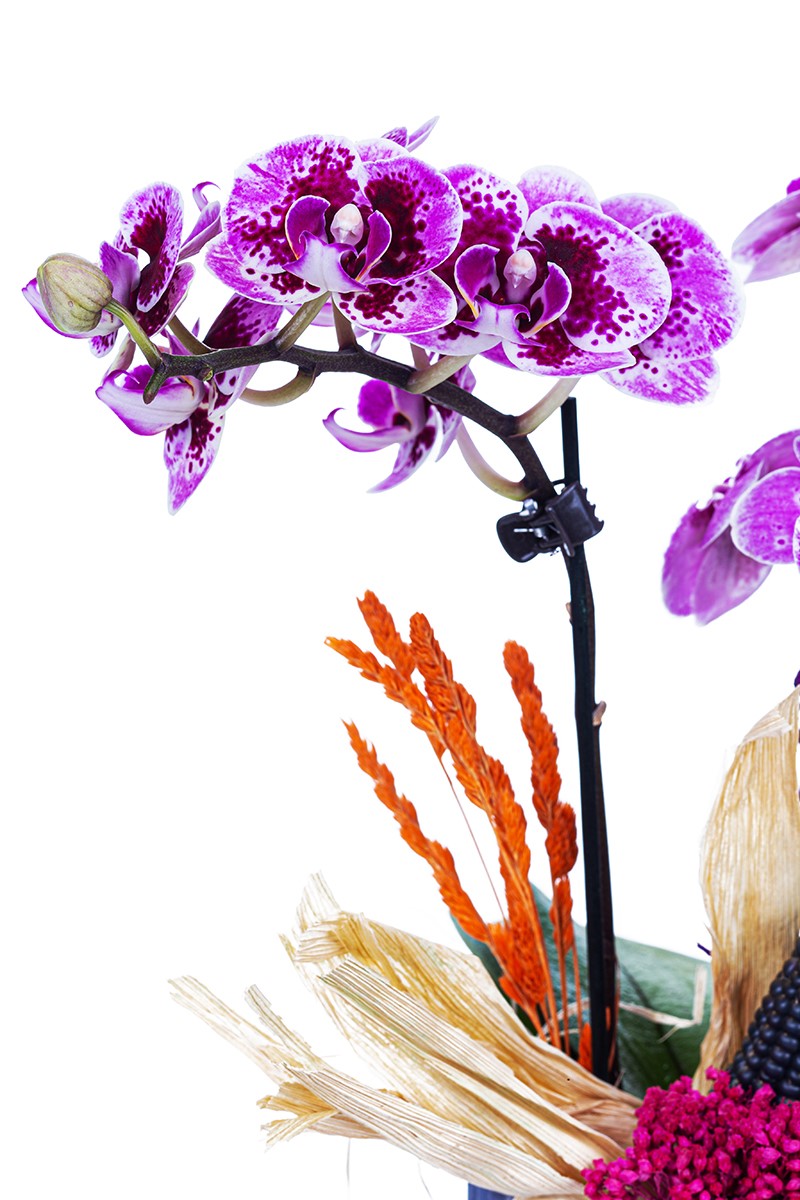 Orchid Spirit - 2