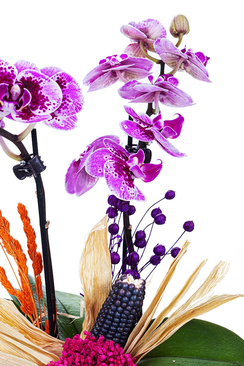 Orchid Spirit - 3
