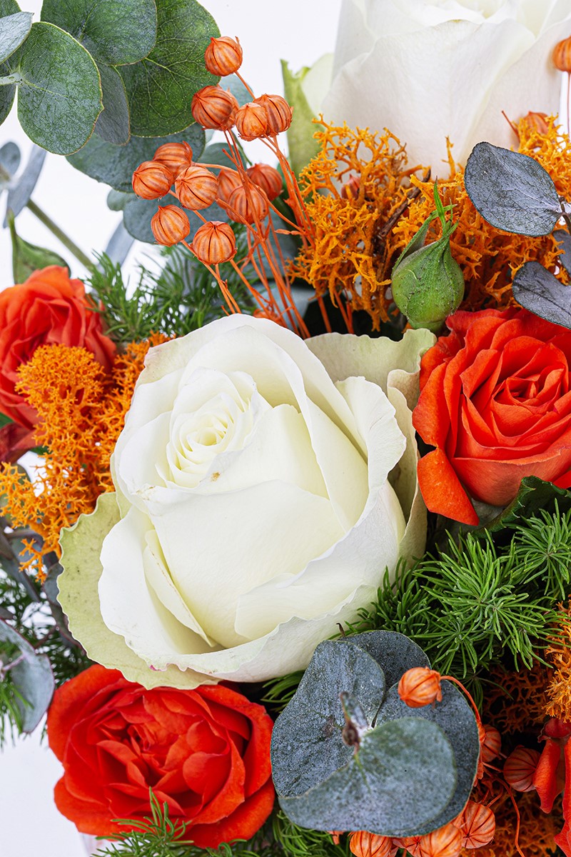 Orange Dream - 4