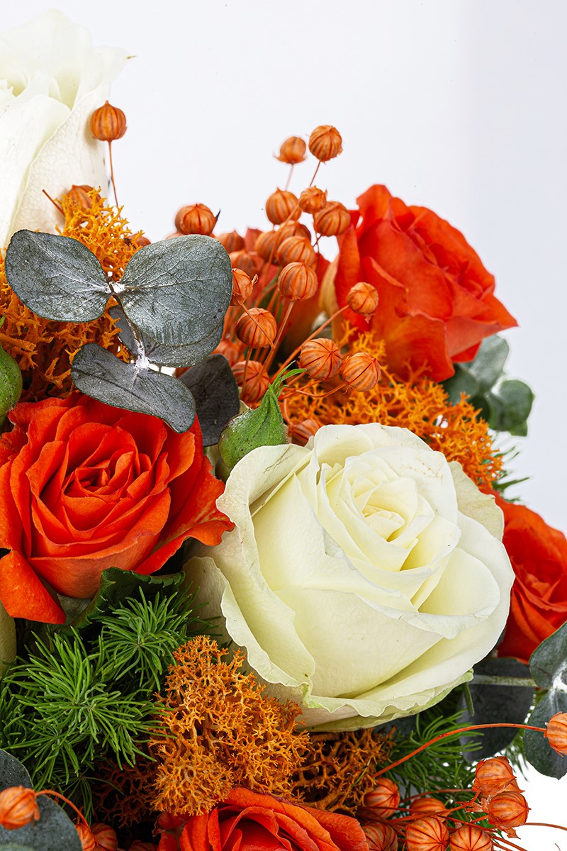 Orange Dream - 3