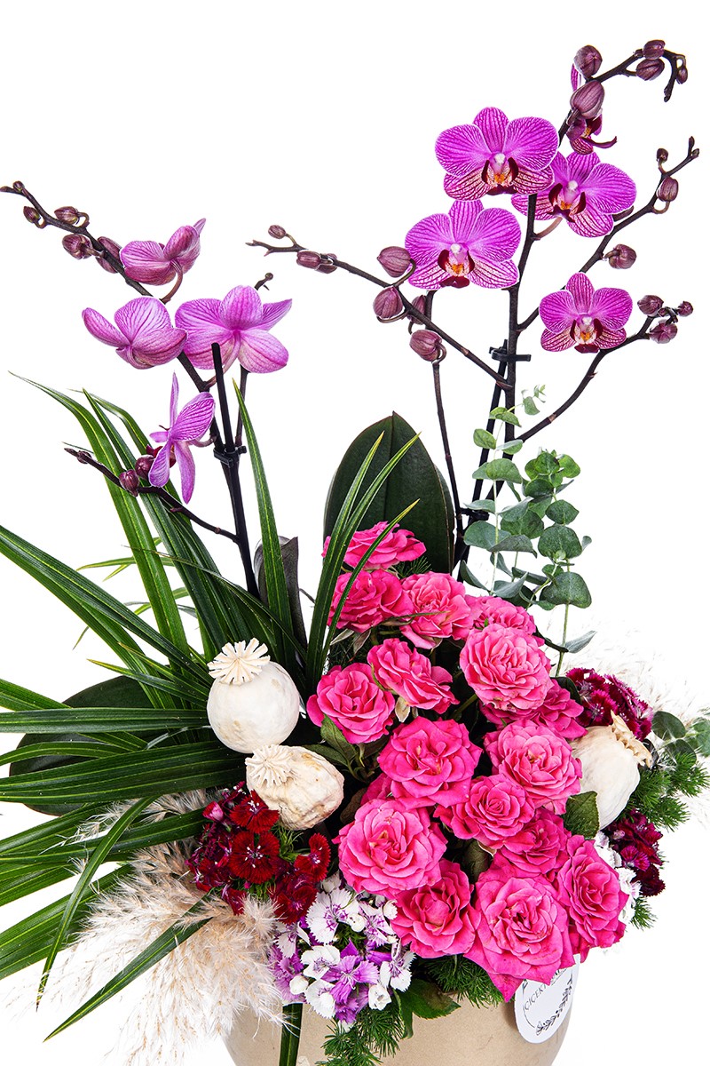 Orchid Fuchsia Party