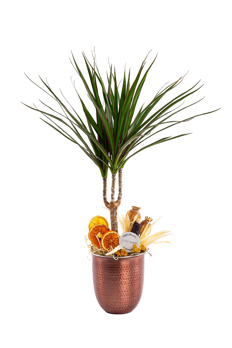 Copper Marginata - 1