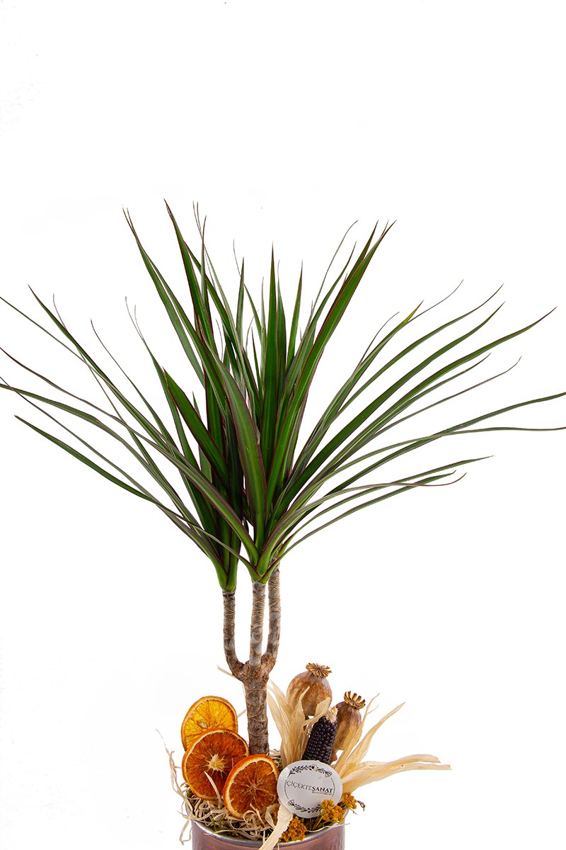 Copper Marginata - 3
