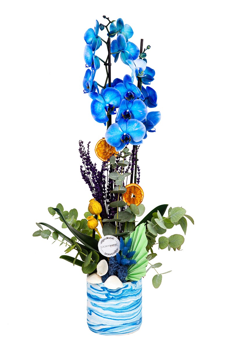Blue Orchid Party - 1