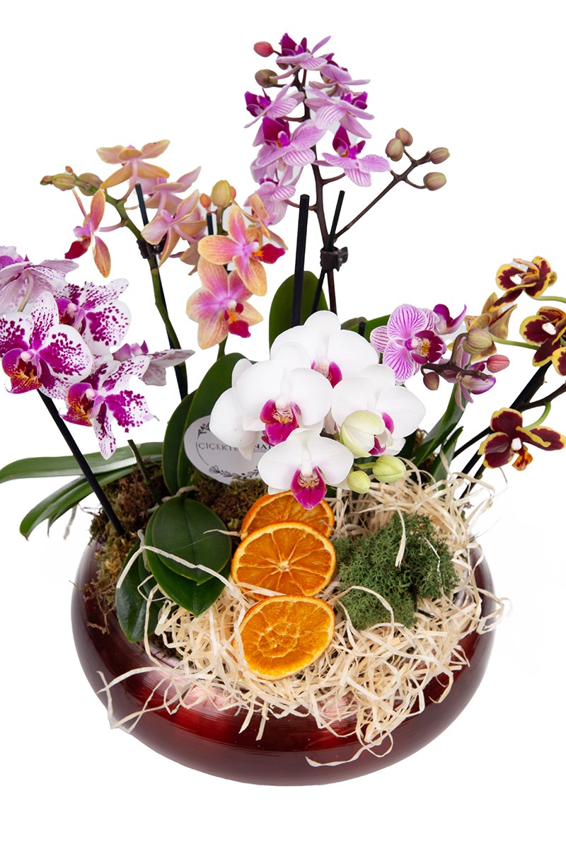 Copper Mixed Orchid