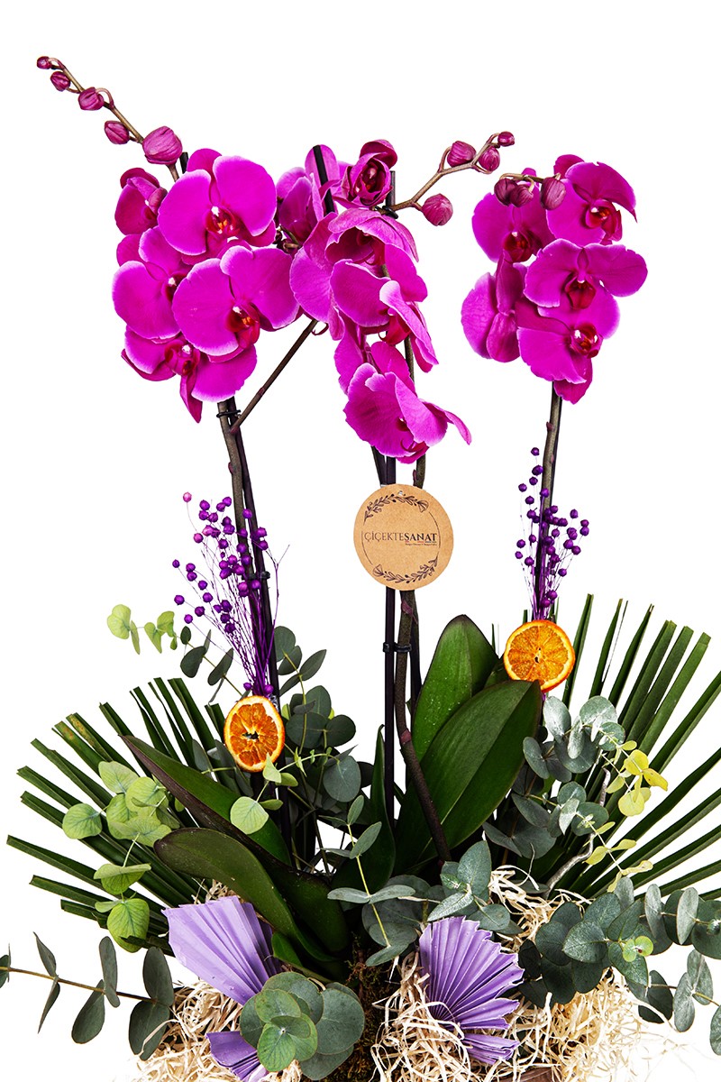 Purple Beauty İn Copper - 2