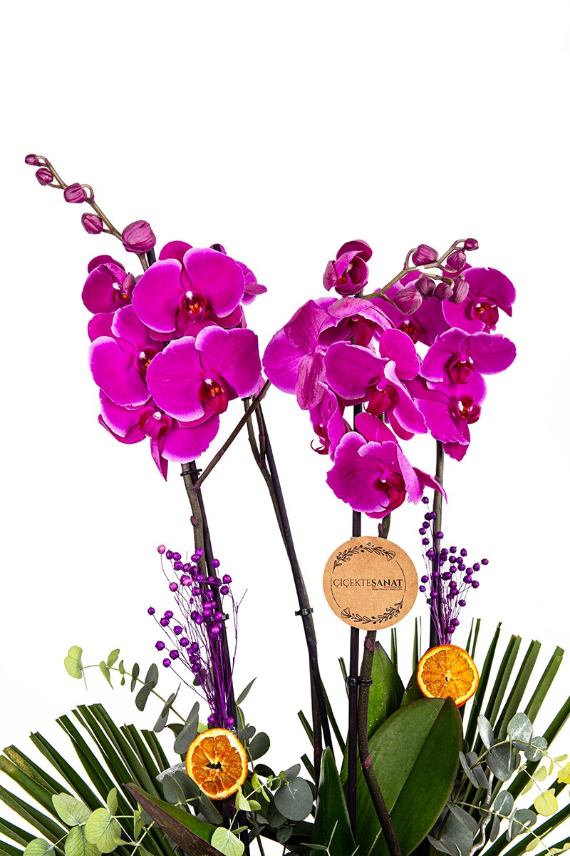 Purple Beauty İn Copper - 3
