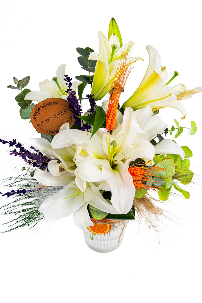Madonna Lily
