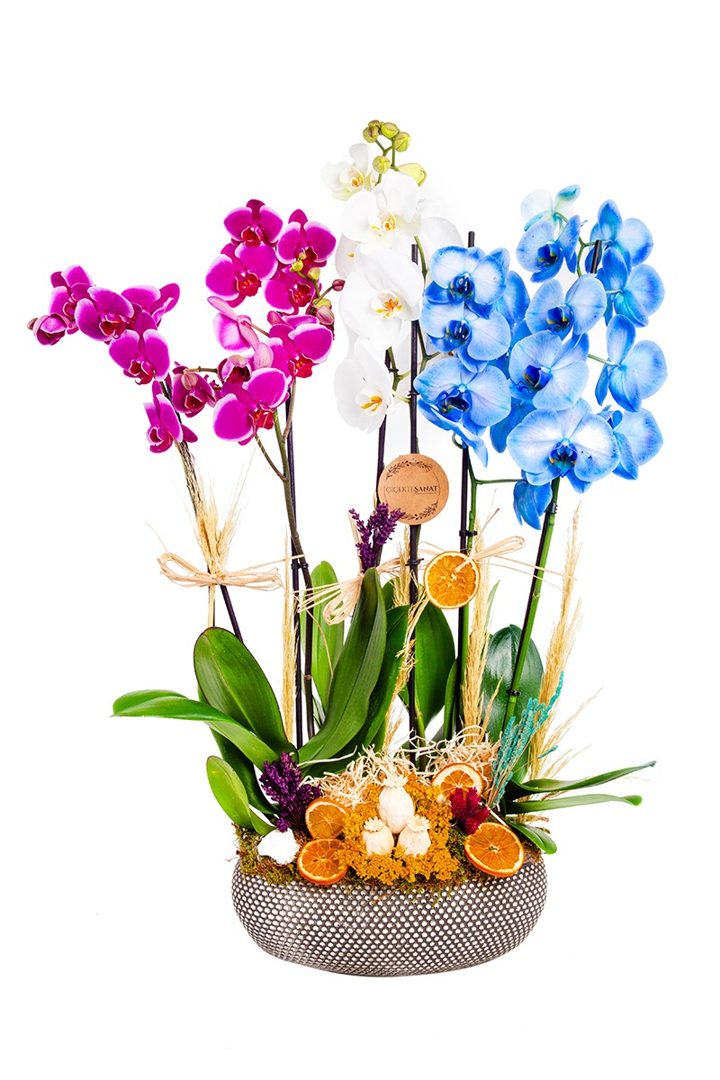 Lux Orchid Mixed - 1