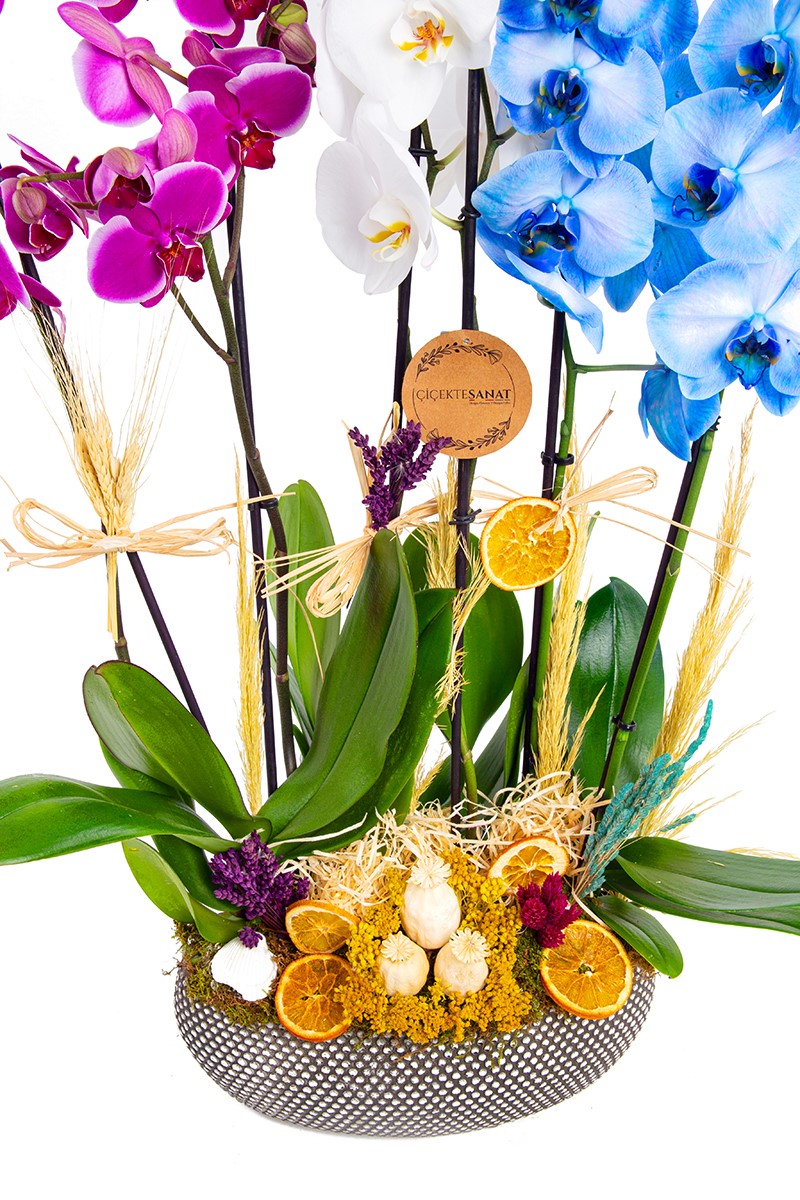 Lux Orchid Mixed - 2