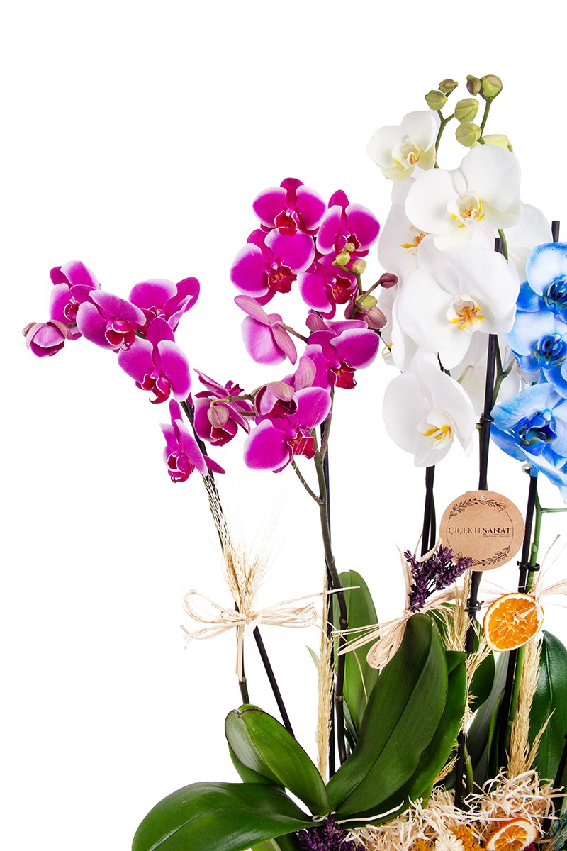 Lux Orchid Mixed - 3