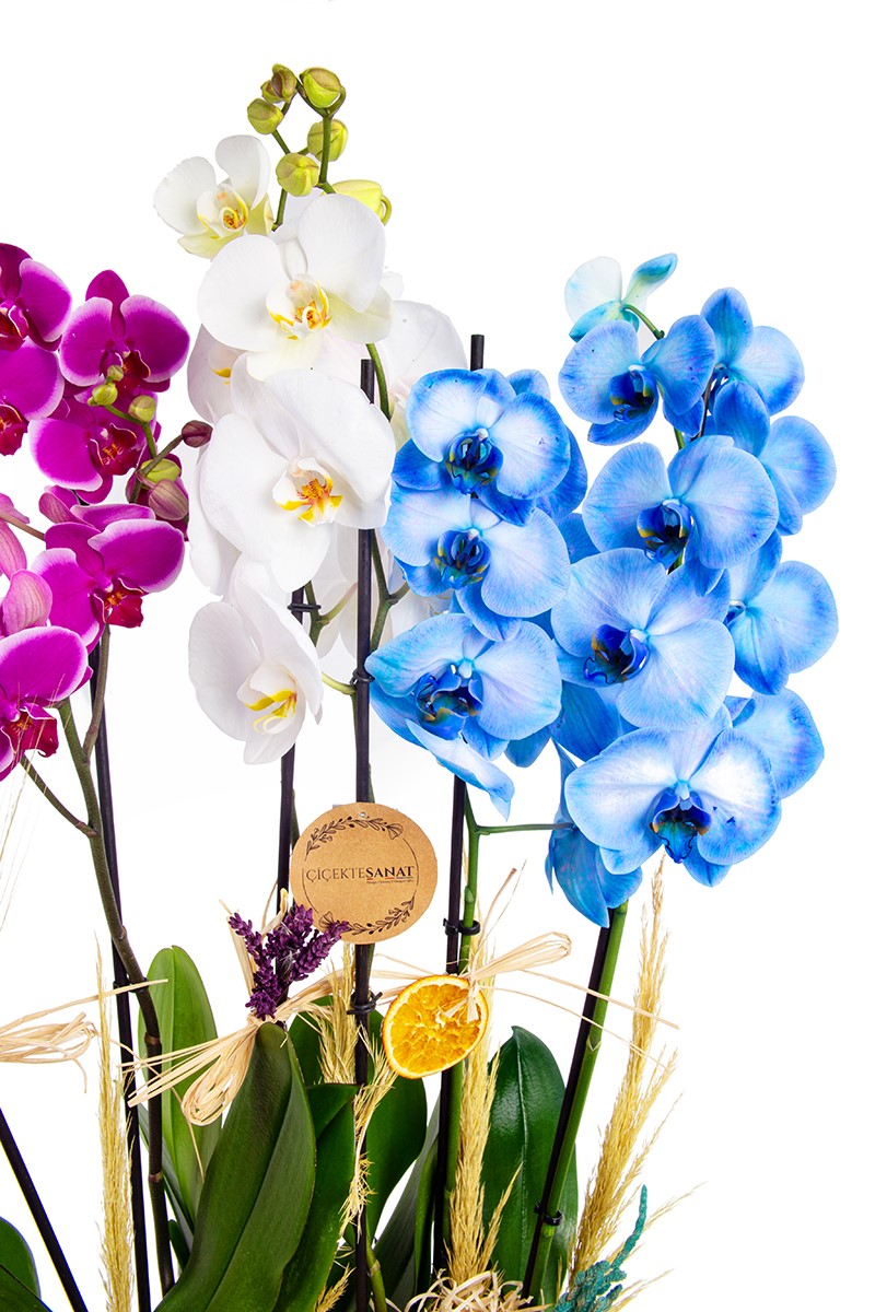 Lux Orchid Mixed - 4