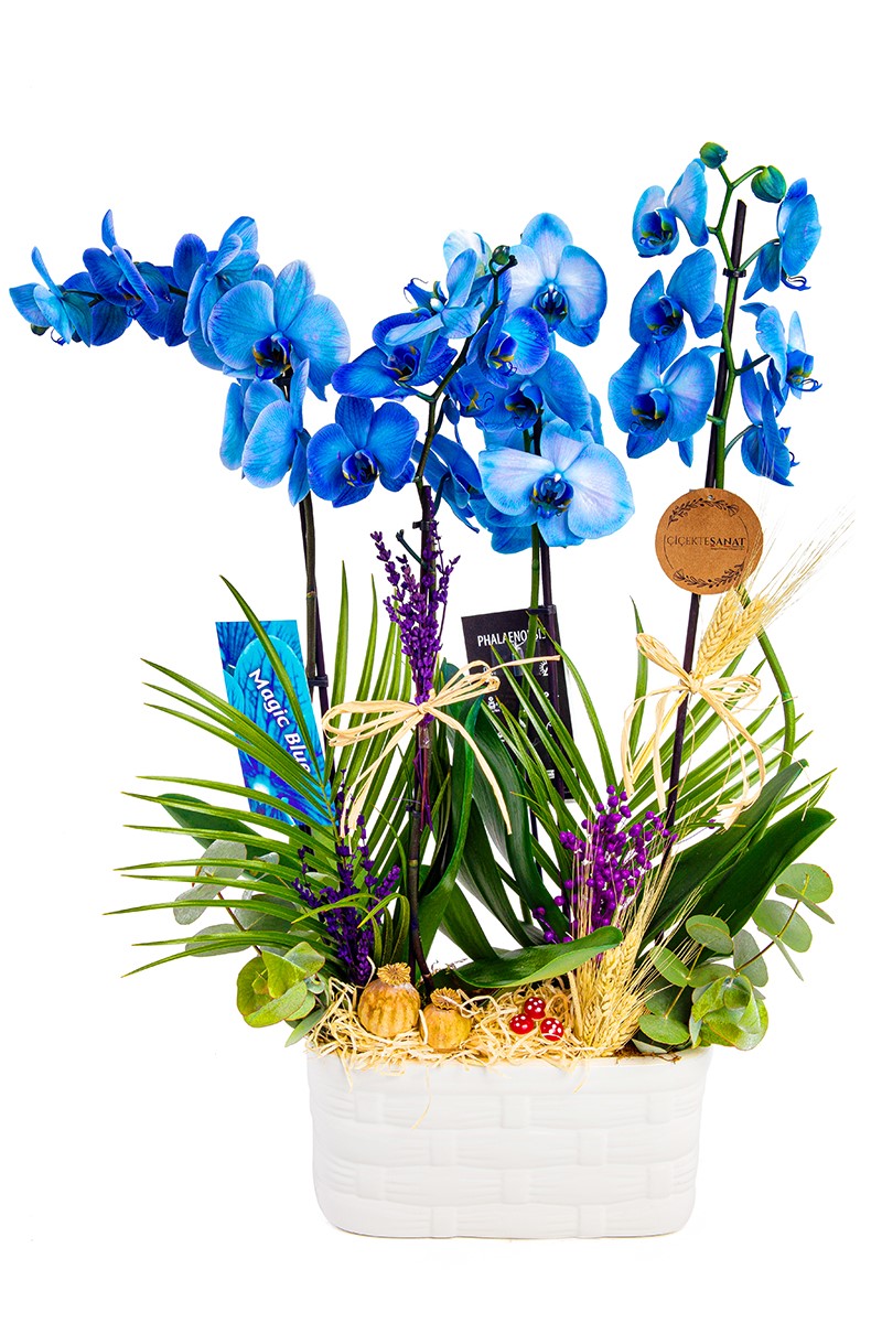 Blue Magic 4 Dal Orkide