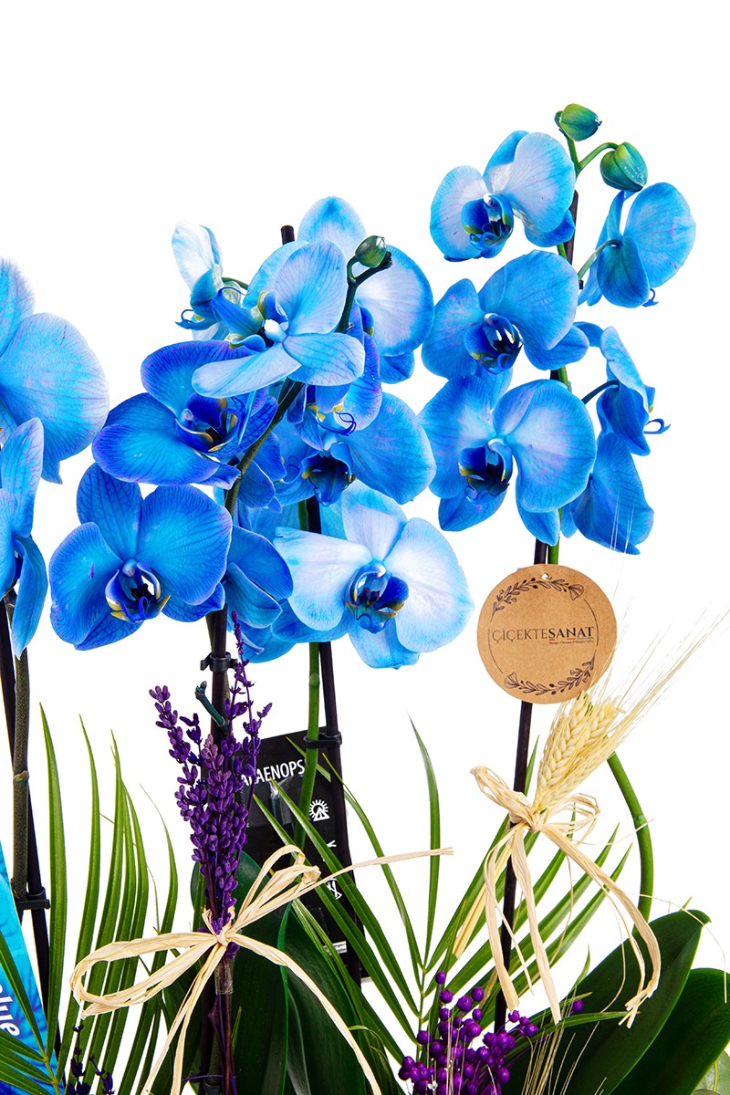Blue Magic 4 Dal Orkide