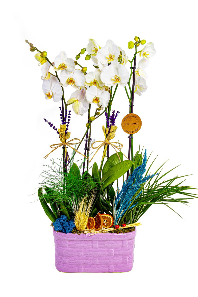 White Magic 4 Dal Orkide