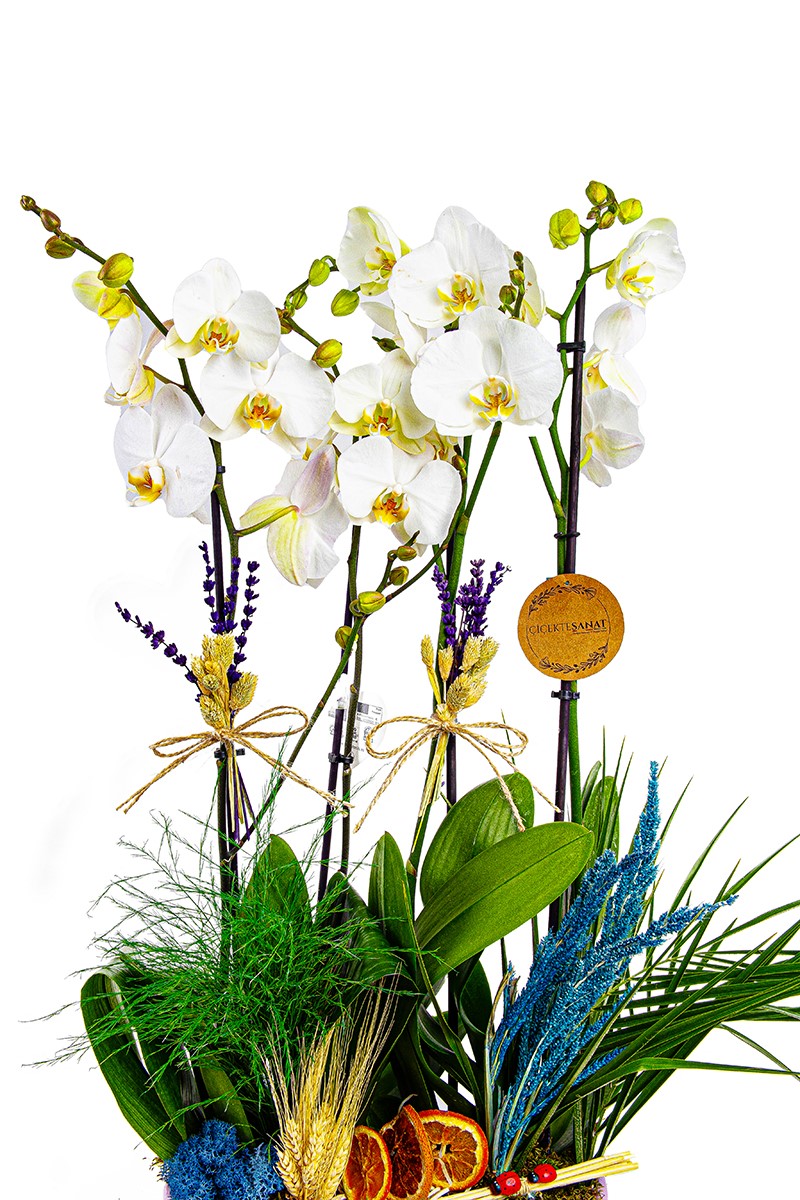 White Magic 4 Dal Orkide