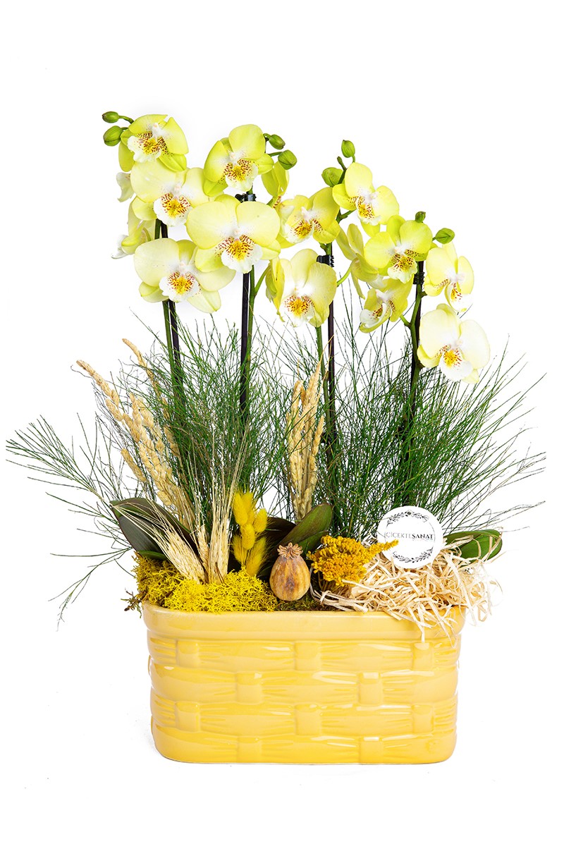 Yellow Phalaenopsis Orchids