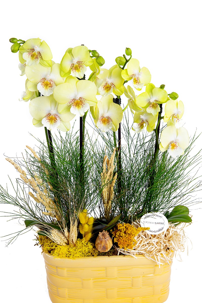 Yellow Phalaenopsis Orchids