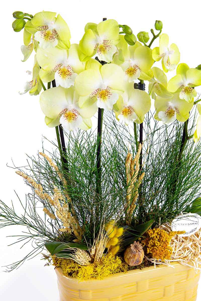 Yellow Phalaenopsis Orchids