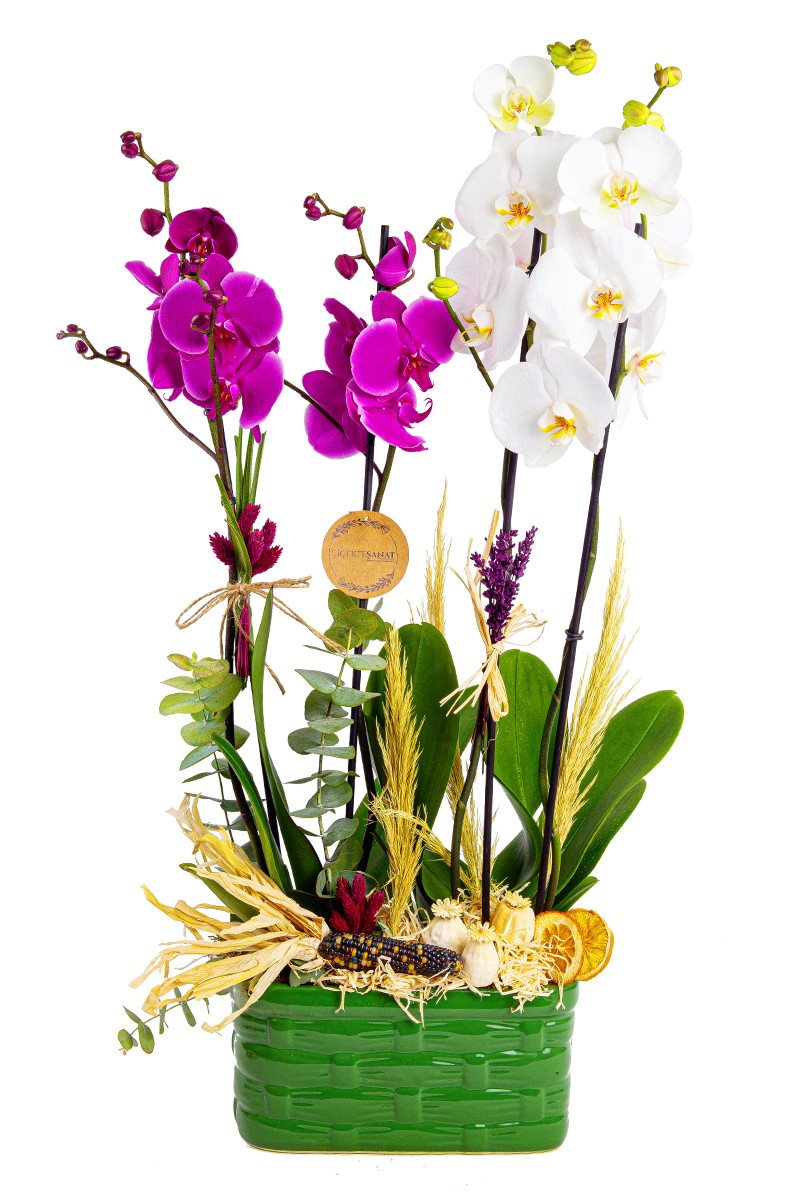 Pink White Orchid - 1