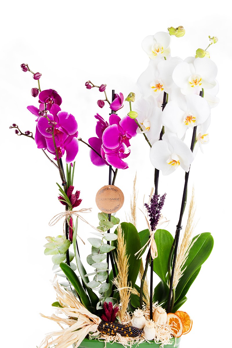 Pink White Orchid - 3
