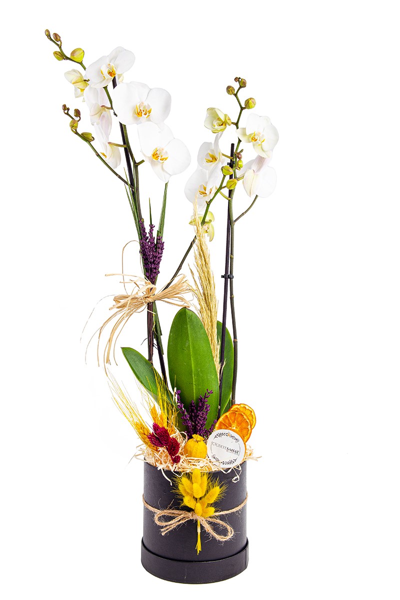 Box Orchid