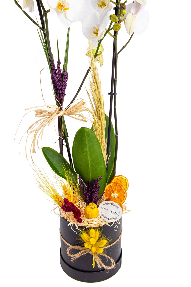 Box Orchid