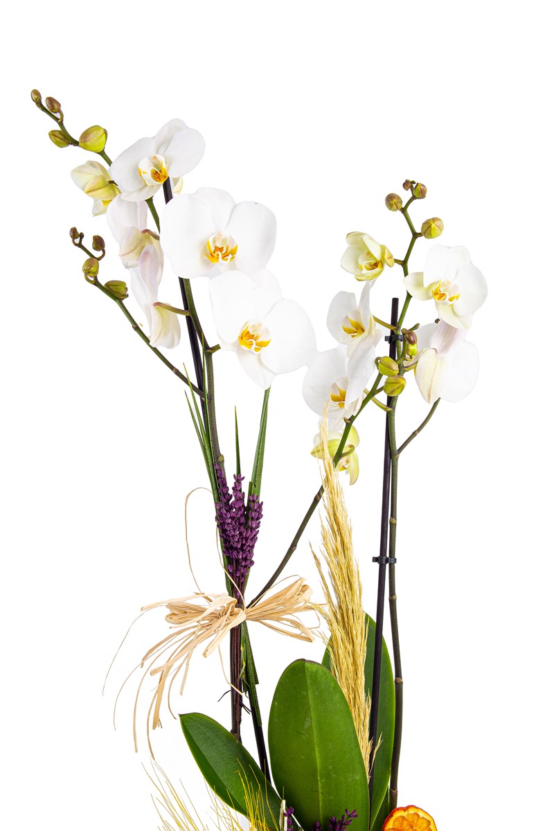Box Orchid