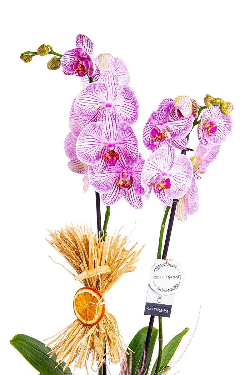 Forest Purple Premium Orkide - 2