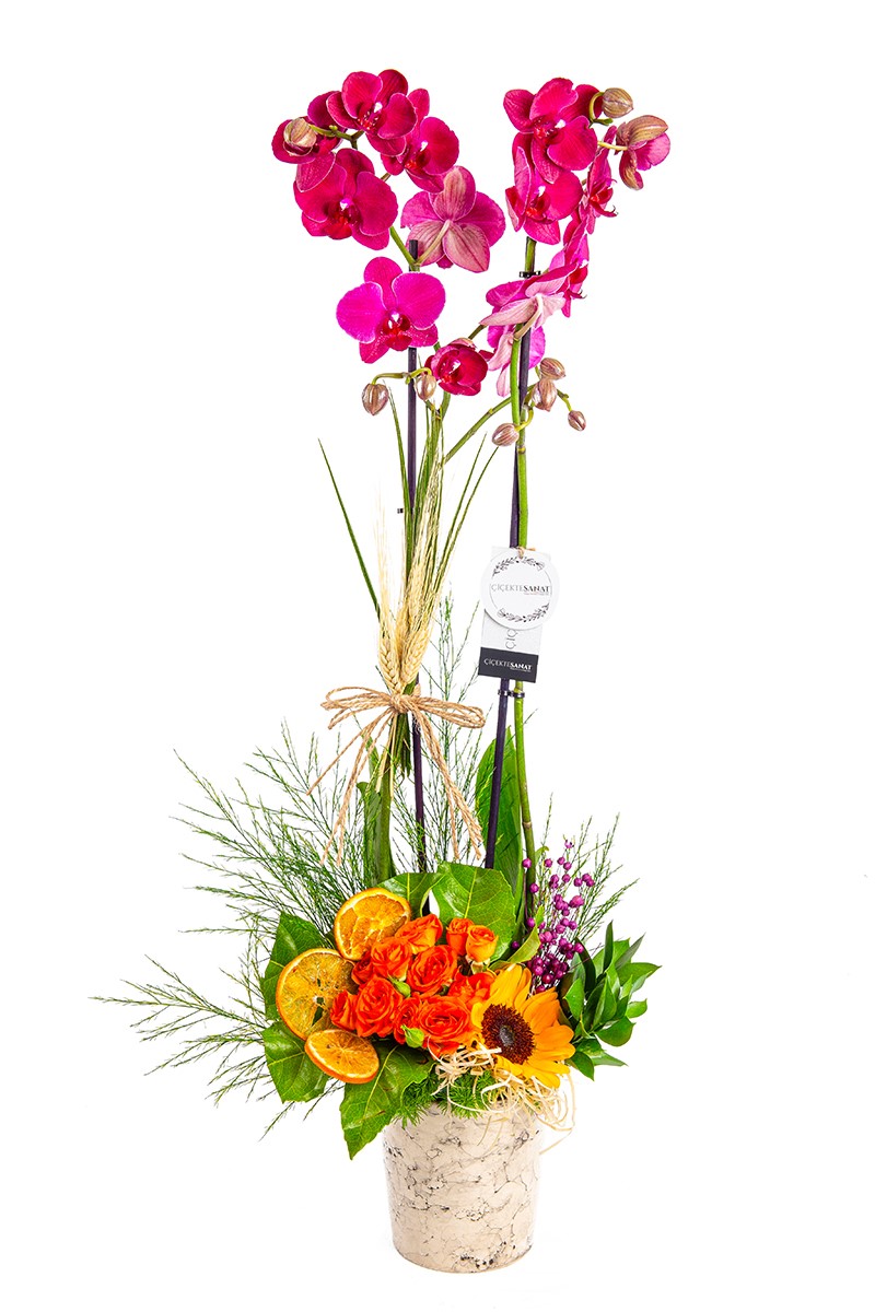 Best Purple Orchid - 1