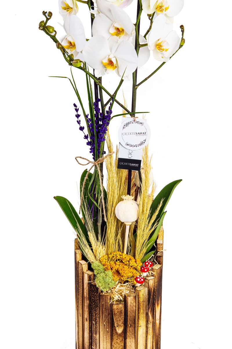 Tropical Premium Orkide Design - 3