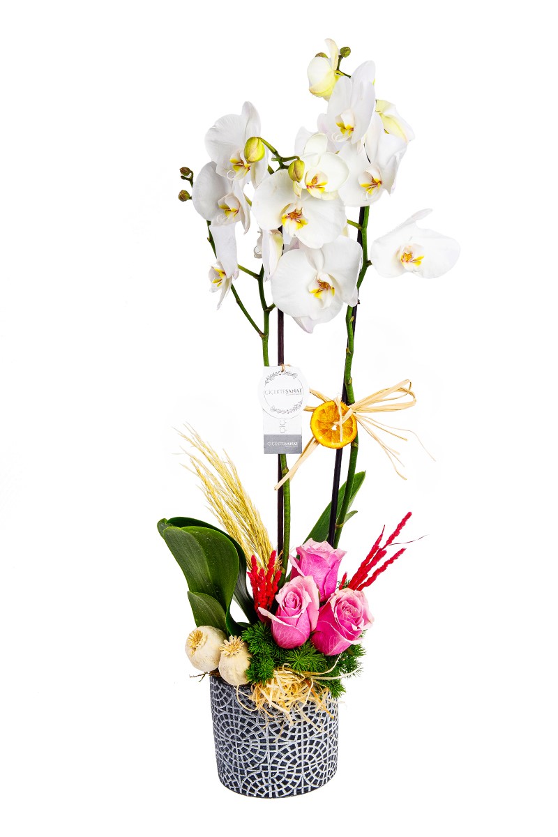 Blessing Orchid Arrangement - 1