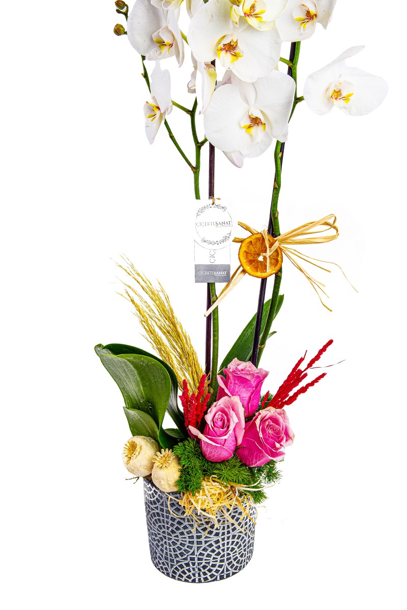 Blessing Orchid Arrangement - 3