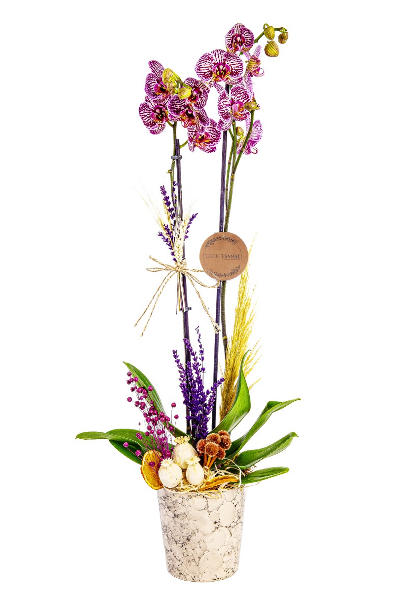 Dalmatian Orchid - 1