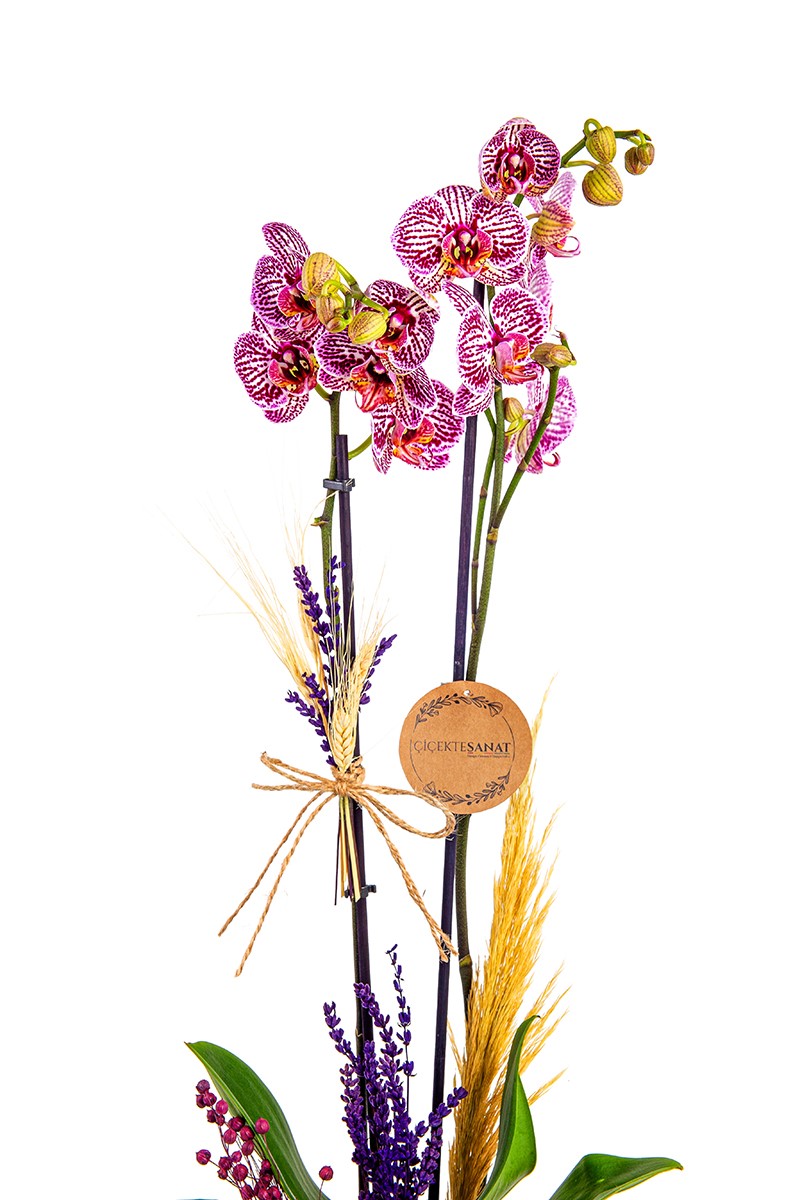 Dalmatian Orchid - 2