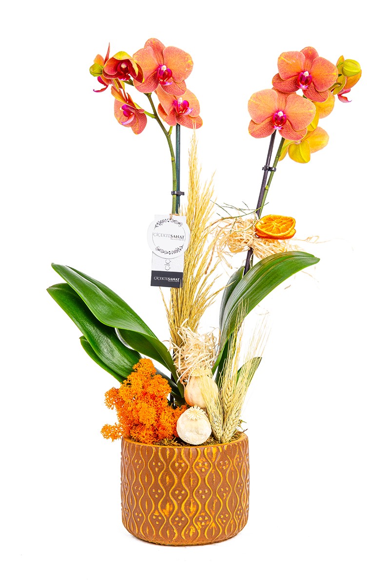 Fire Orchid - 1