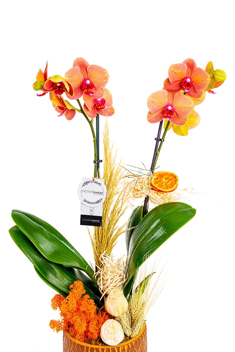 Fire Orchid - 2