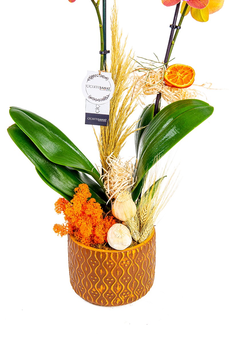 Fire Orchid - 3