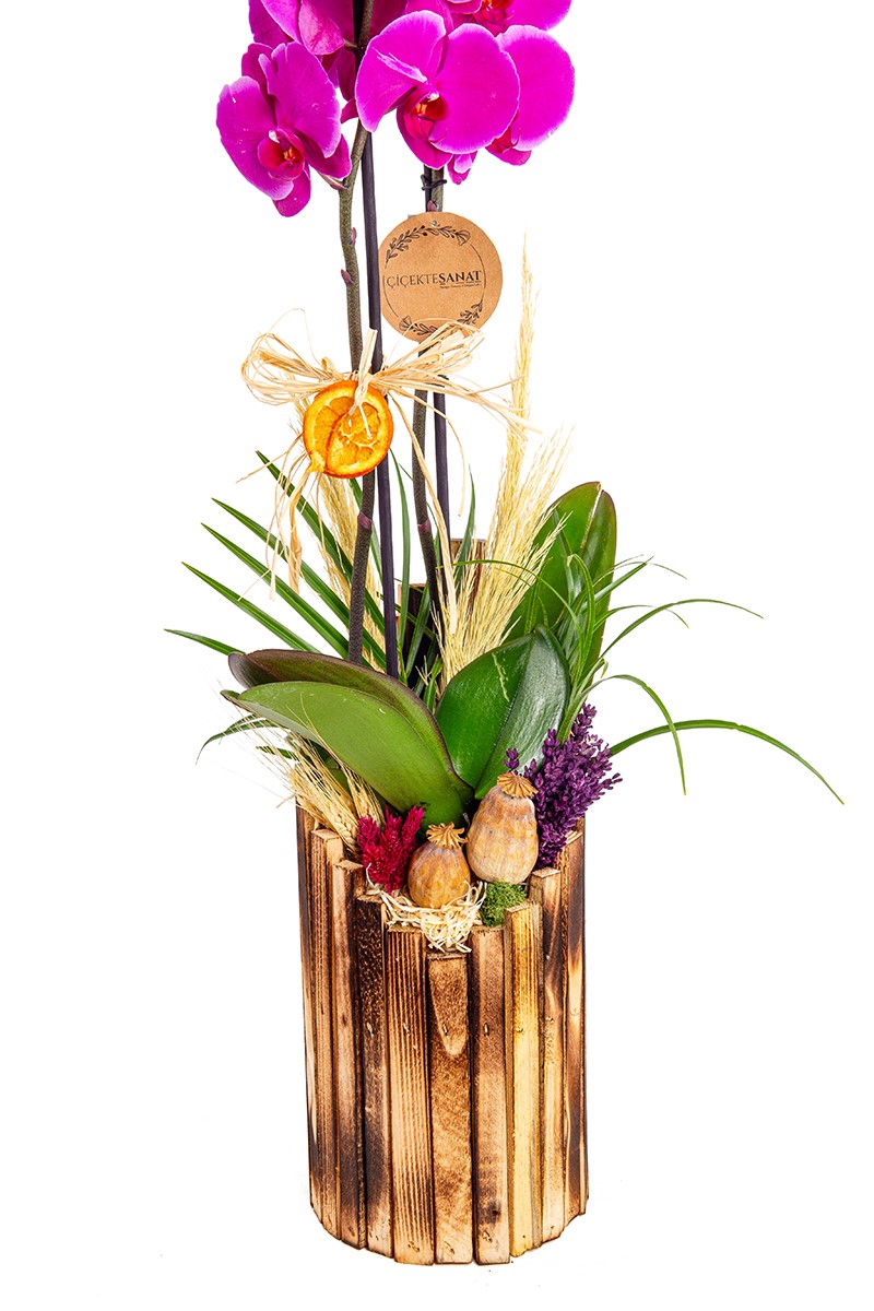 Tropical Premium Orkide Design - 2