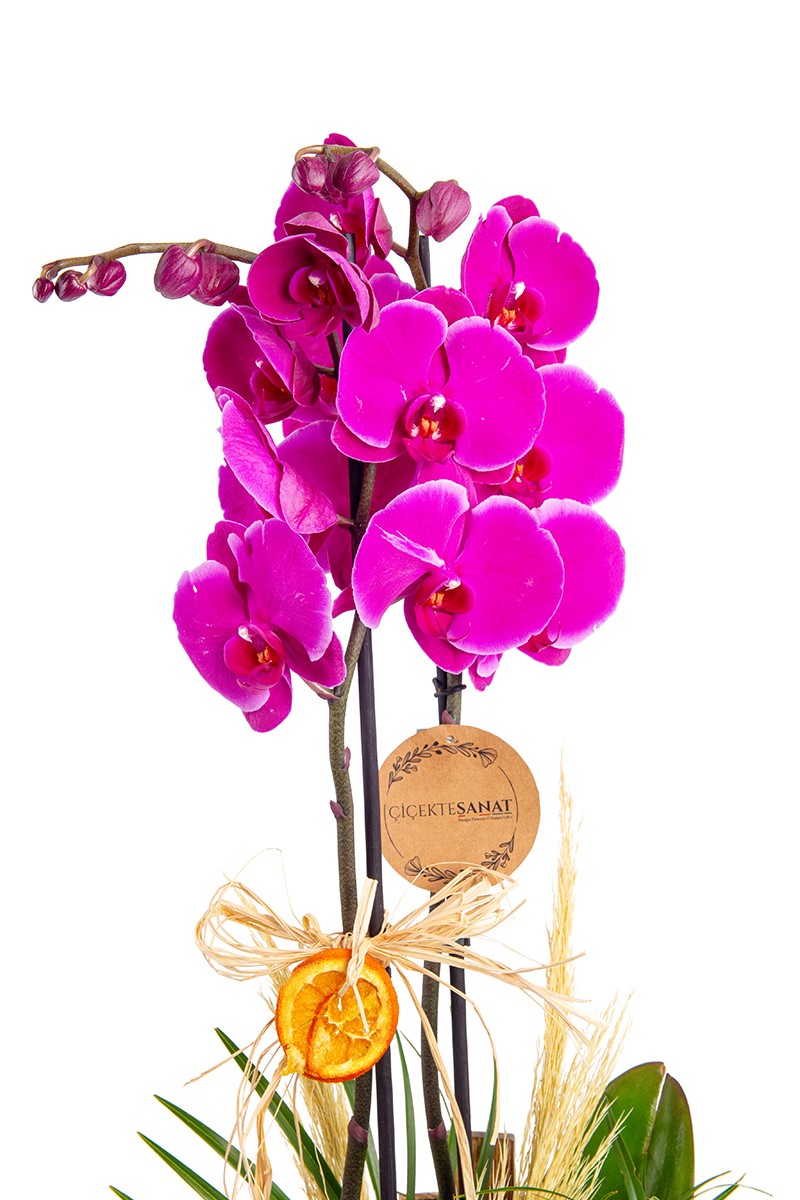 Tropical Premium Orkide Design - 3