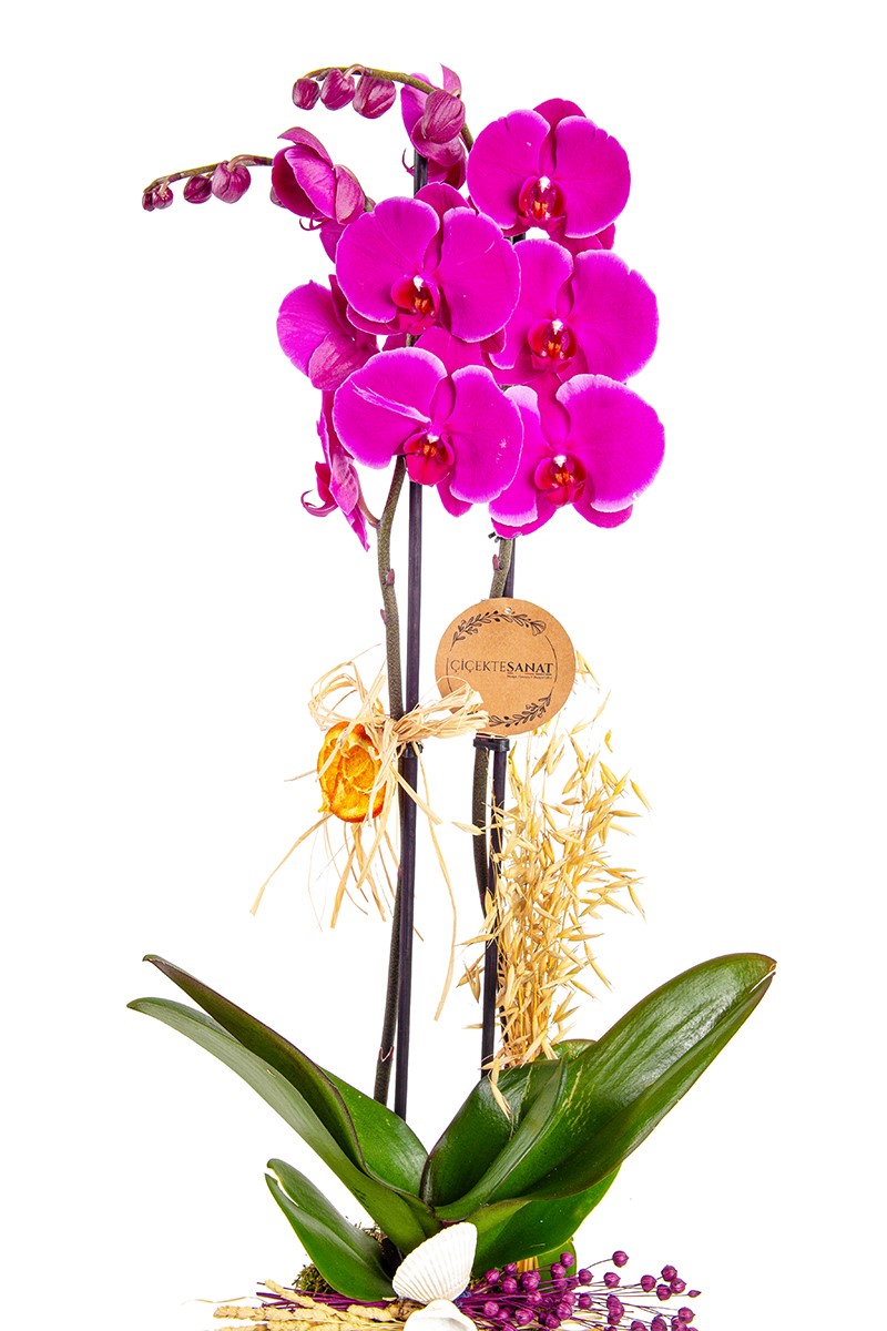 Pink Orchid Garden Lovers - 2