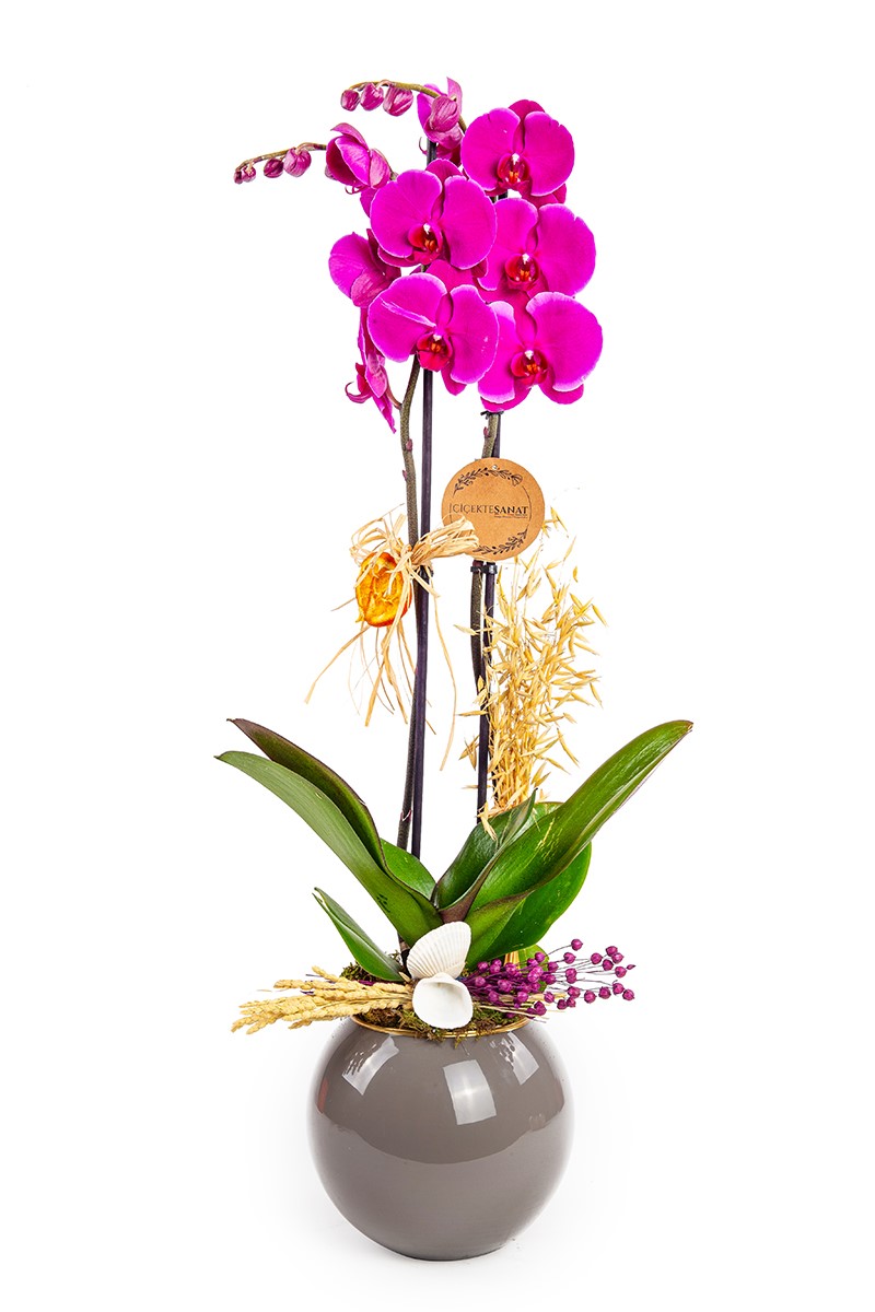 Pink Orchid Garden Lovers - 1