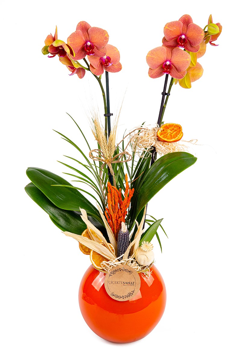 Gold Orchid Mood - 1