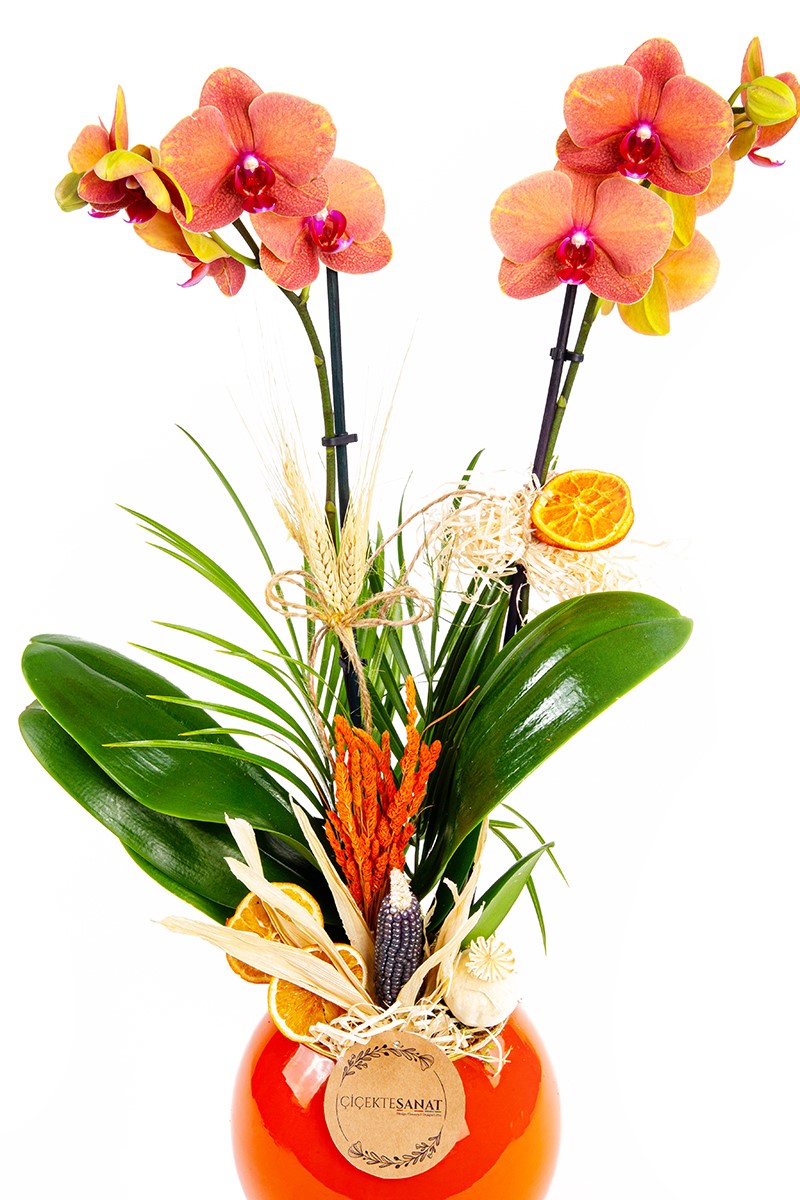 Gold Orchid Mood - 2