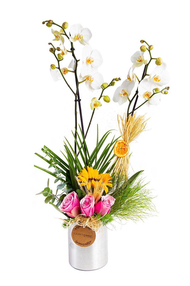 Sweet White Double Orkide - 1