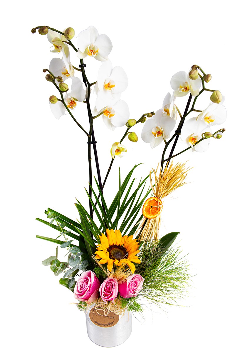 Sweet White Double Orkide - 2