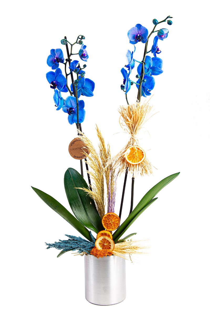 Sweet Blue Double Orchid