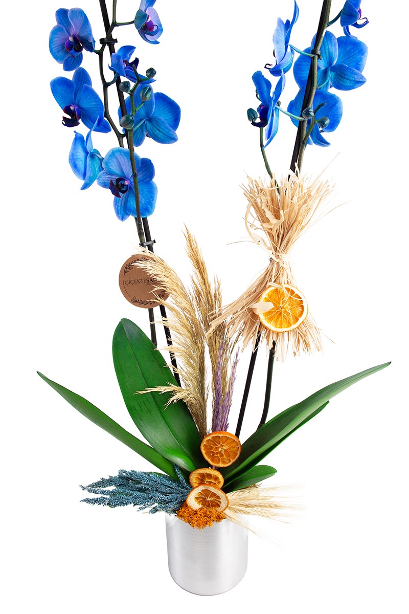 Sweet Blue Double Orchid