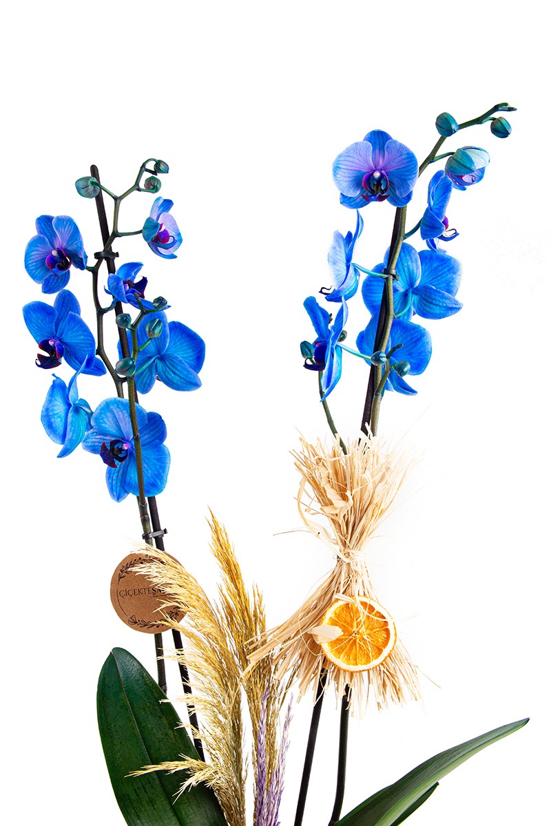 Sweet Blue Double Orchid
