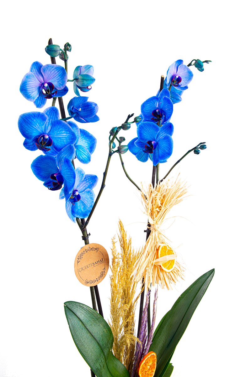 Sweet Blue Double Orchid